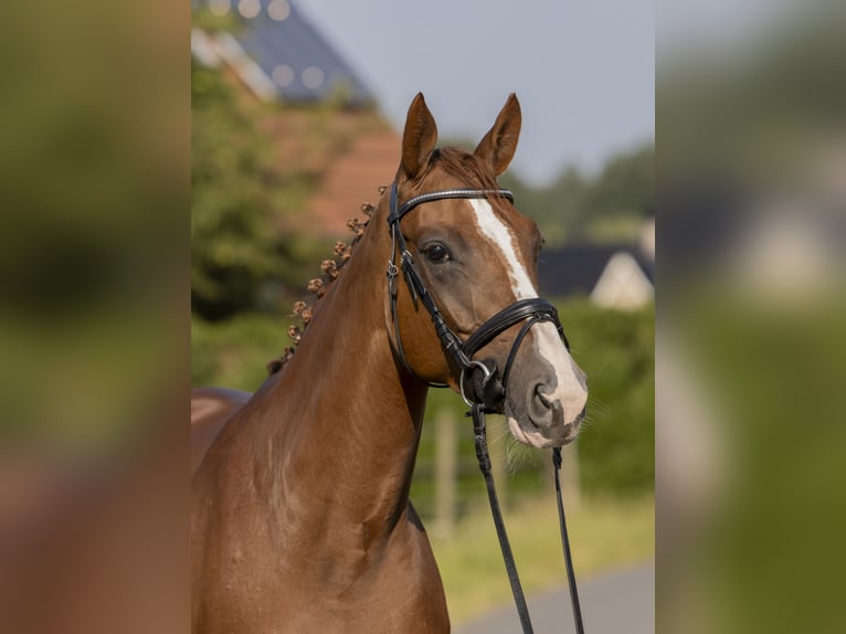 Hannoveraan Merrie 7 Jaar 164 cm Vos in Bad Bentheim