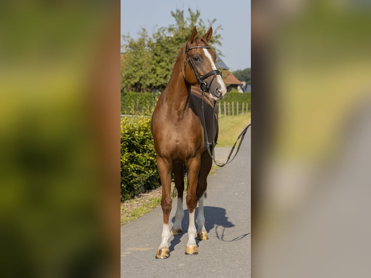 Hannoveraan Merrie 7 Jaar 164 cm Vos in Bad Bentheim