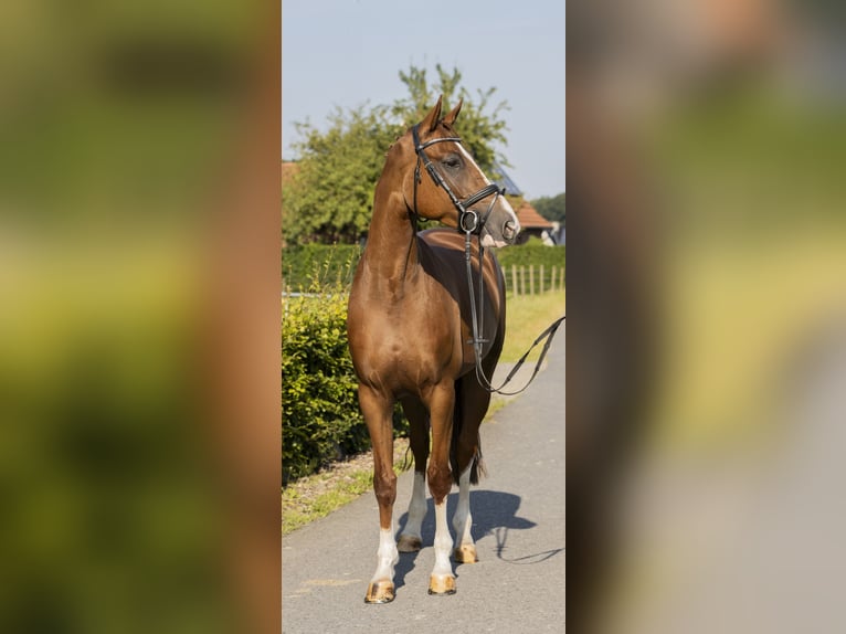 Hannoveraan Merrie 7 Jaar 164 cm Vos in Bad Bentheim