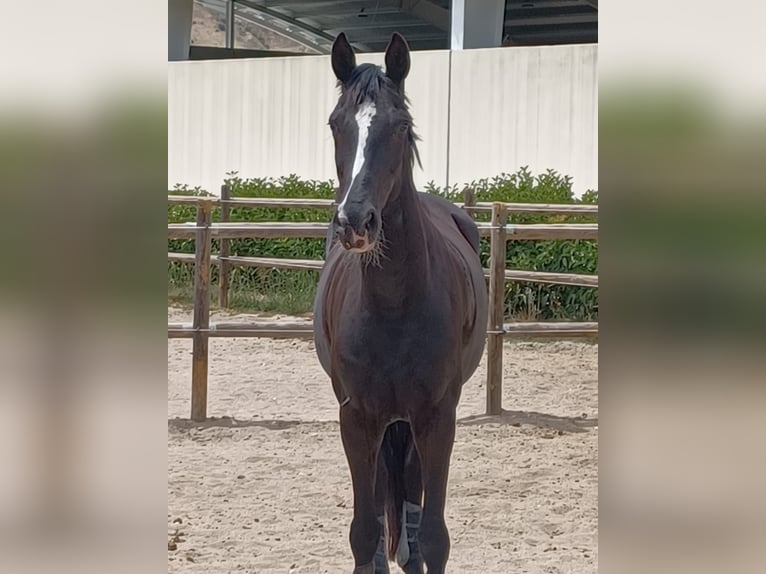 Hannoveraan Merrie 7 Jaar 164 cm Zwart in Valdetorres De Jarama