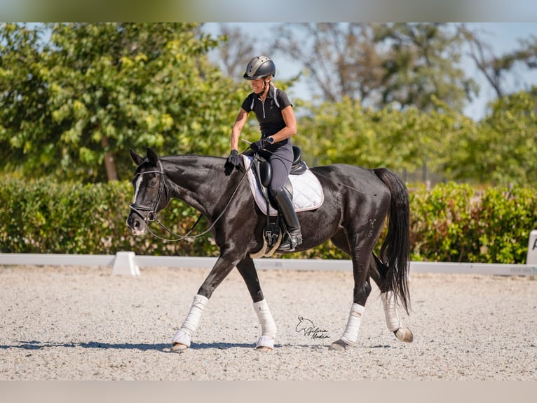 Hannoveraan Merrie 7 Jaar 164 cm Zwart in Valdetorres De Jarama