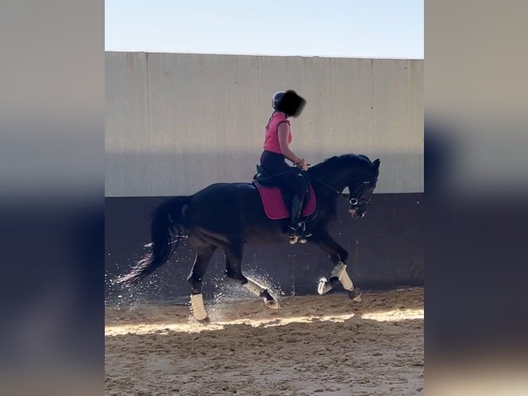 Hannoveraan Merrie 7 Jaar 164 cm Zwart in Valdetorres De Jarama