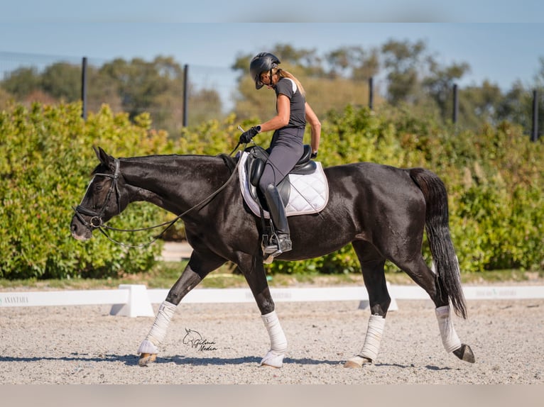 Hannoveraan Merrie 7 Jaar 164 cm Zwart in Valdetorres De Jarama