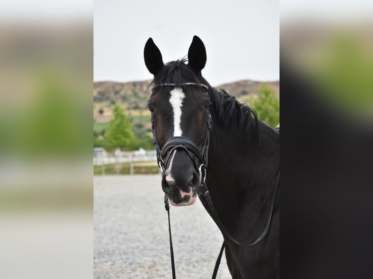 Hannoveraan Merrie 7 Jaar 164 cm Zwart in Valdetorres De Jarama