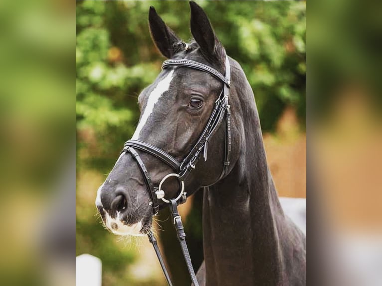 Hannoveraan Merrie 7 Jaar 164 cm Zwart in Valdetorres De Jarama