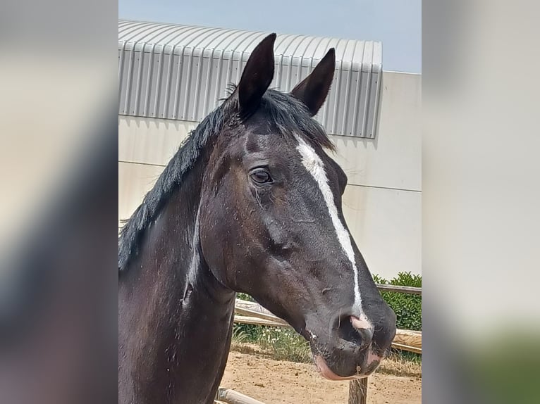 Hannoveraan Merrie 7 Jaar 164 cm Zwart in Valdetorres De Jarama