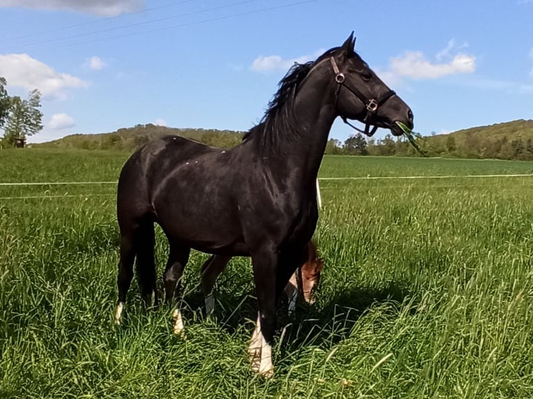 Hannoveraan Merrie 7 Jaar 164 cm Zwart in Gleichen
