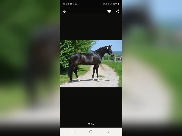 Hannoveraan Merrie 7 Jaar 164 cm Zwartbruin in Diepenau