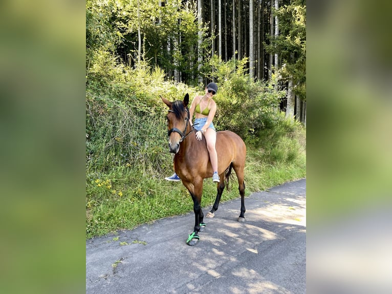 Hannoveraan Merrie 7 Jaar 165 cm Bruin in Bitburg