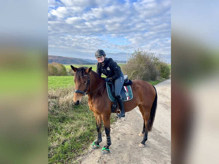 Hannoveraan Merrie 7 Jaar 165 cm Bruin in Bitburg