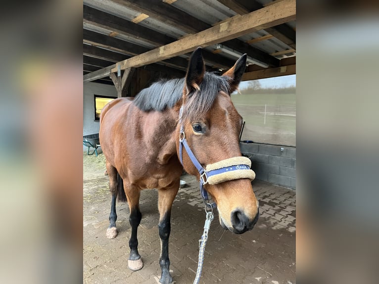 Hannoveraan Merrie 7 Jaar 165 cm Bruin in Bitburg