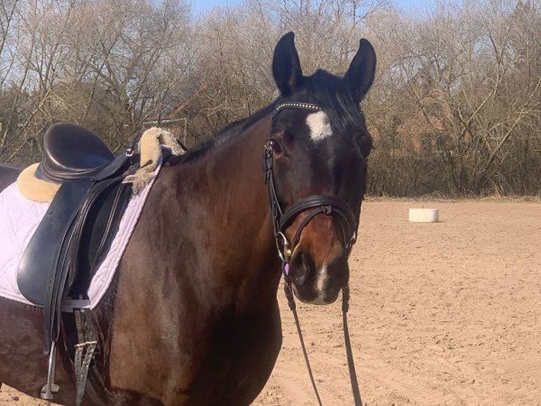 Hannoveraan Merrie 7 Jaar 165 cm Donkerbruin in Verden (Aller)