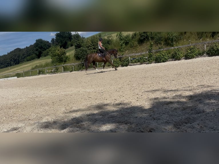 Hannoveraan Merrie 7 Jaar 165 cm Donkere-vos in Niederwangen b. Bern