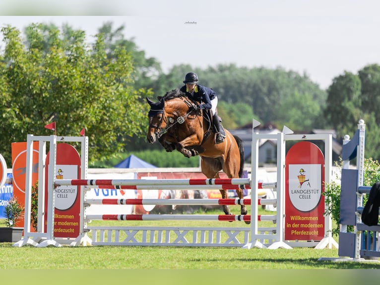 Hannoveraan Merrie 7 Jaar 165 cm Lichtbruin in Ahnsbeck