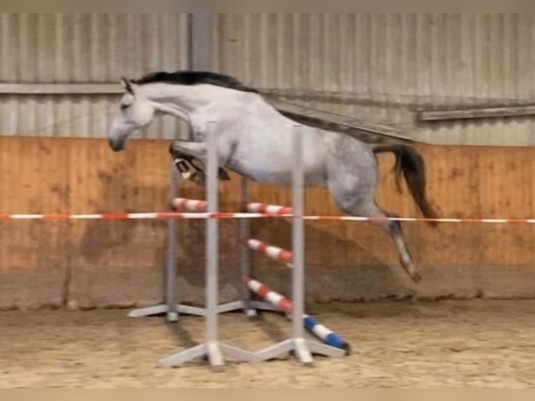 Hannoveraan Merrie 7 Jaar 165 cm Schimmel in Verden (Aller)