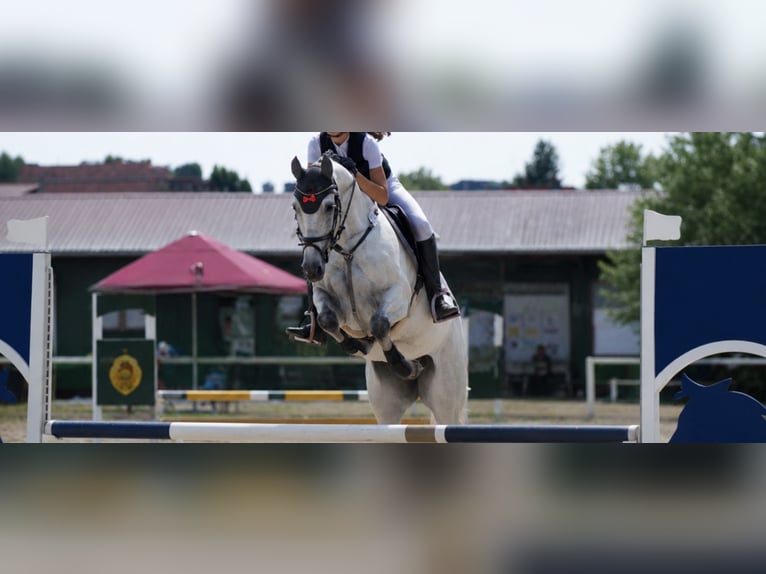 Hannoveraan Merrie 7 Jaar 165 cm Schimmel in Bad Neustadt an der Saale