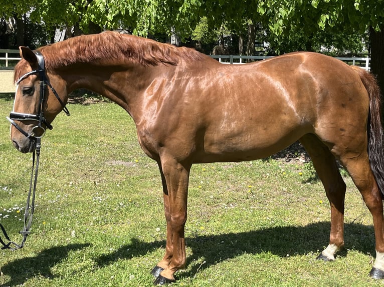 Hannoveraan Merrie 7 Jaar 165 cm Vos in Hamm
