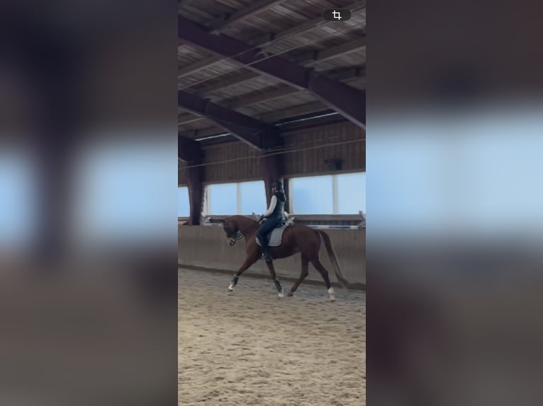 Hannoveraan Merrie 7 Jaar 165 cm Vos in Markgröningen