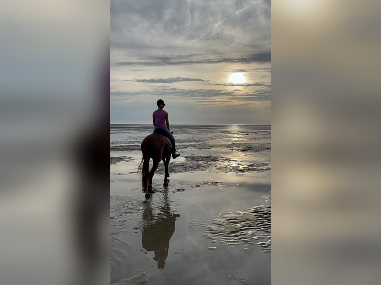 Hannoveraan Merrie 7 Jaar 165 cm Vos in Markgröningen