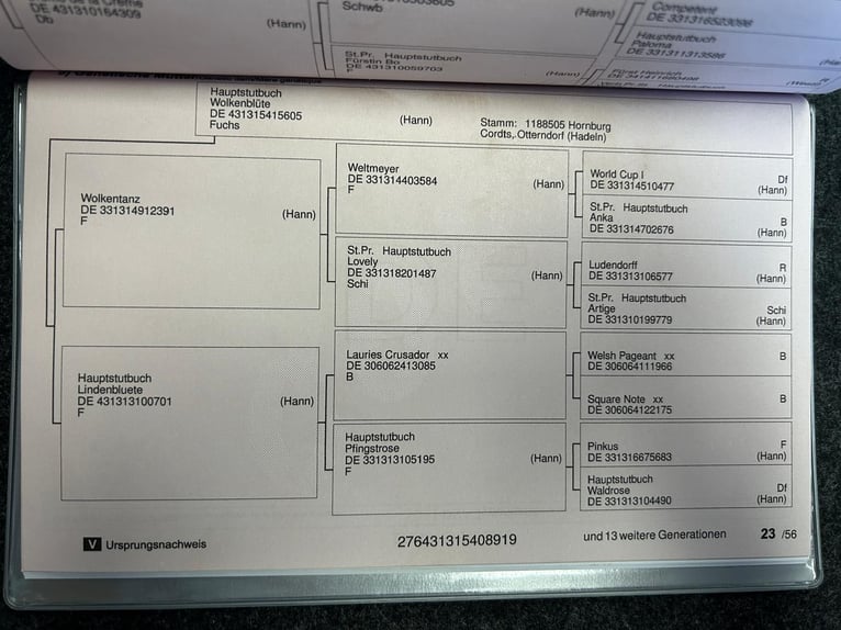 Hannoveraan Merrie 7 Jaar 165 cm Vos in Lindern (Oldenburg)
