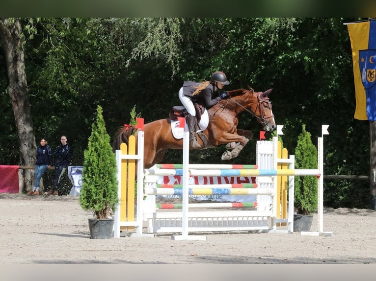 Hannoveraan Merrie 7 Jaar 165 cm Vos in Grevenbroich