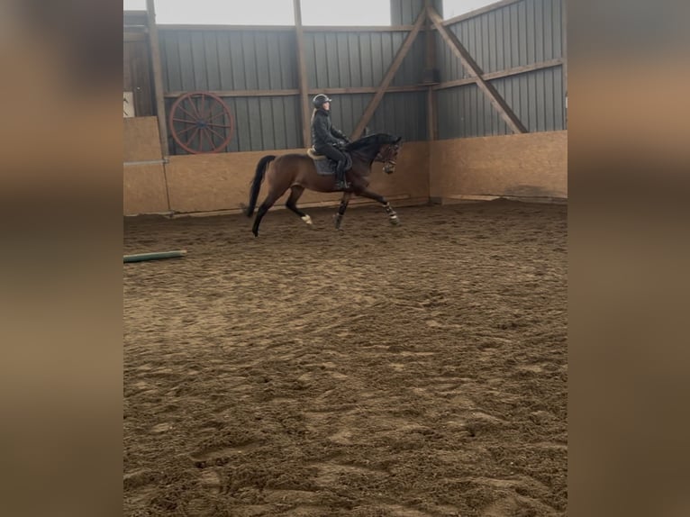 Hannoveraan Merrie 7 Jaar 166 cm Bruin in Daldorf