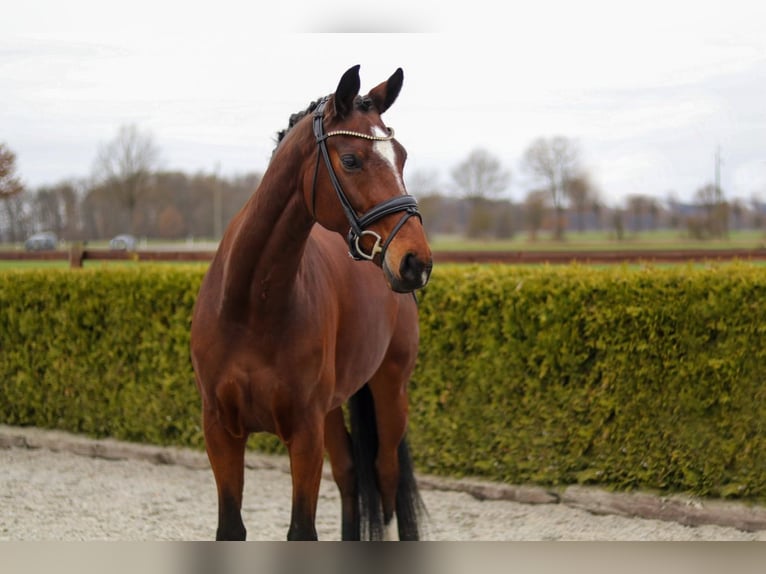 Hannoveraan Merrie 7 Jaar 166 cm Bruin in Tiddische