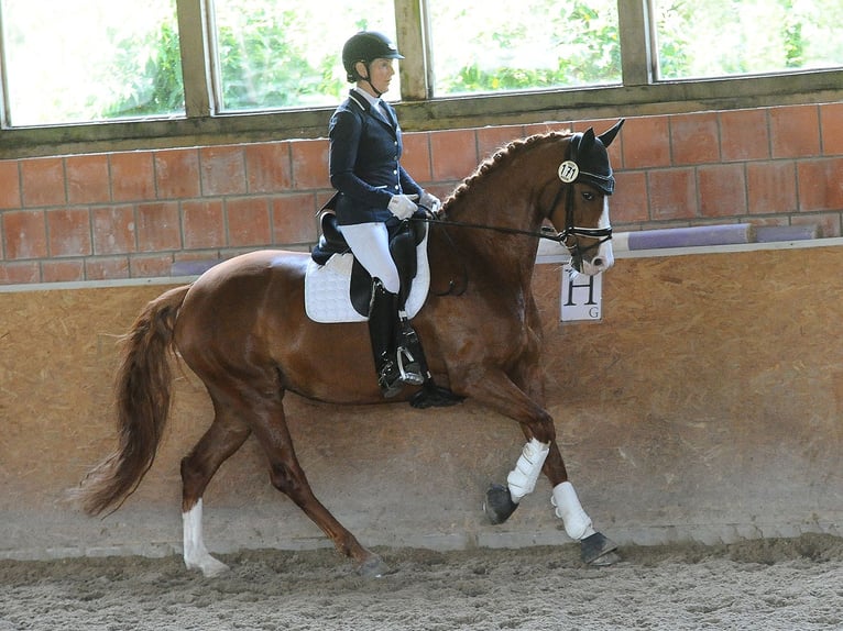 Hannoveraan Merrie 7 Jaar 166 cm Donkere-vos in Isernhagen