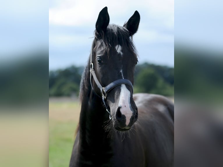 Hannoveraan Merrie 7 Jaar 166 cm Donkere-vos in Isernhagen