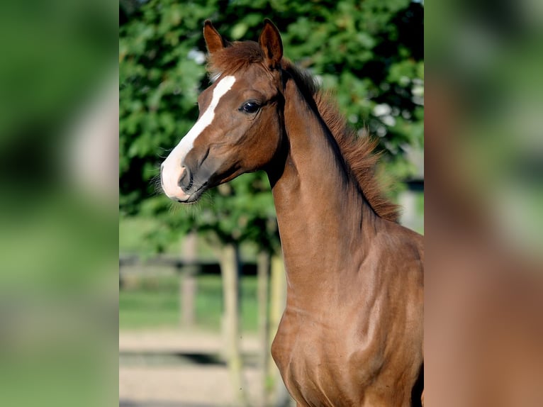 Hannoveraan Merrie 7 Jaar 166 cm Donkere-vos in Isernhagen