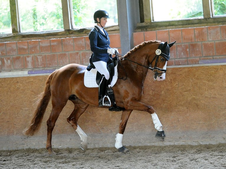 Hannoveraan Merrie 7 Jaar 166 cm Donkere-vos in Isernhagen