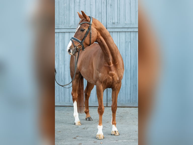 Hannoveraan Merrie 7 Jaar 166 cm Donkere-vos in Riesa