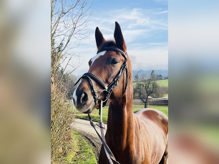 Hannoveraan Merrie 7 Jaar 166 cm Donkere-vos in Schwäbisch Gmünd