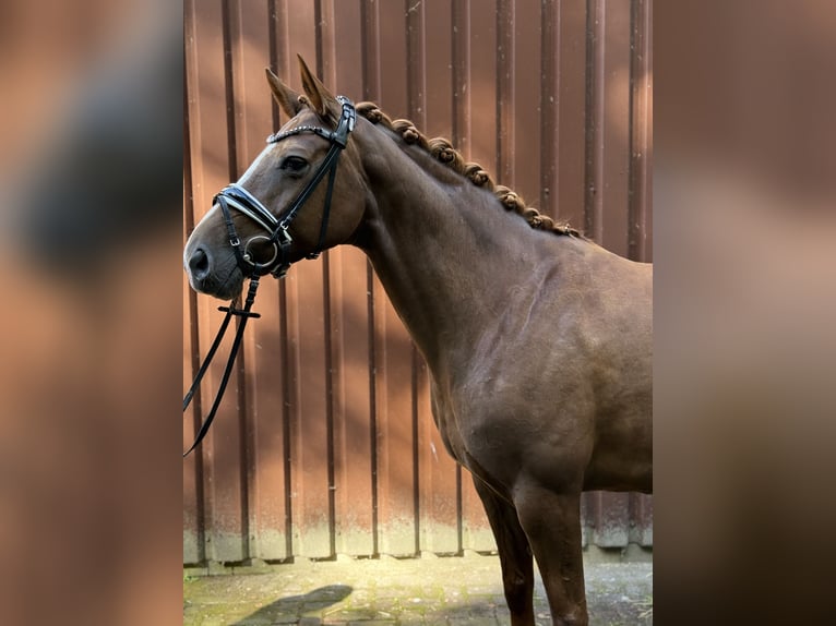 Hannoveraan Merrie 7 Jaar 166 cm Donkere-vos in Langen