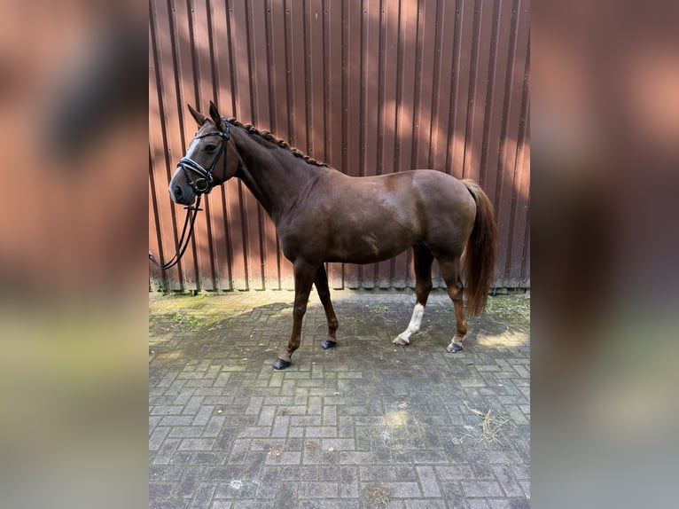 Hannoveraan Merrie 7 Jaar 166 cm Donkere-vos in Langen
