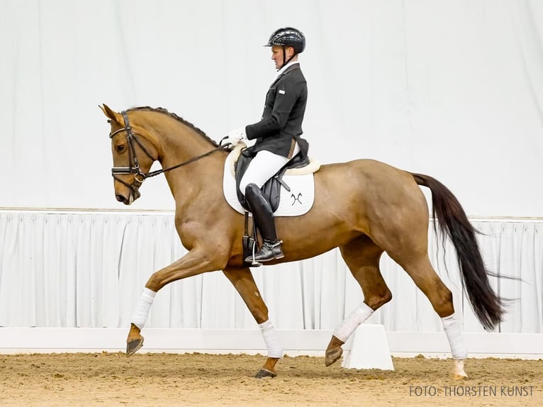 Hannoveraan Merrie 7 Jaar 166 cm Donkere-vos in Verden