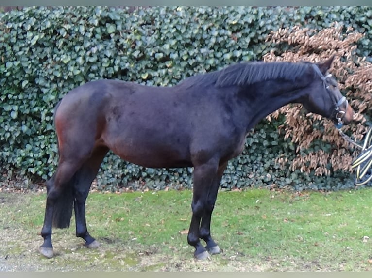 Hannoveraan Merrie 7 Jaar 166 cm Zwartbruin in Wittingen