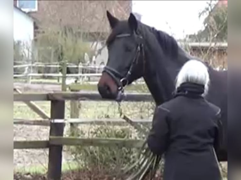 Hannoveraan Merrie 7 Jaar 166 cm Zwartbruin in Wittingen