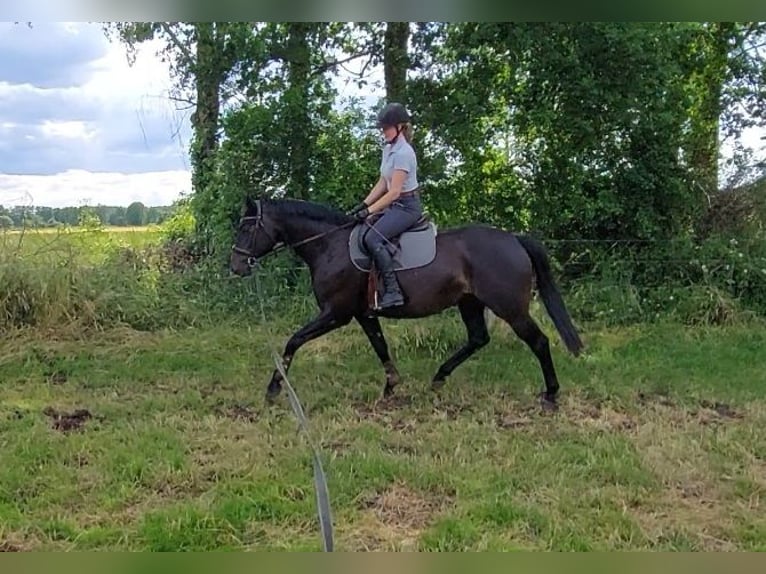 Hannoveraan Merrie 7 Jaar 166 cm Zwartbruin in Uetze