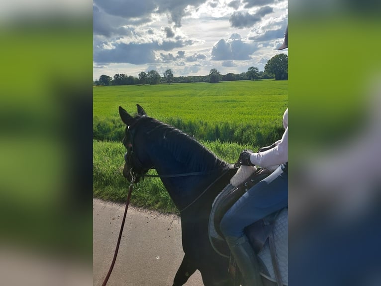 Hannoveraan Merrie 7 Jaar 166 cm Zwartbruin in Uetze