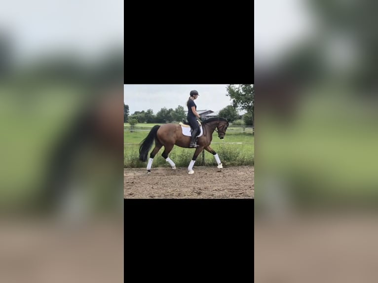 Hannoveraan Merrie 7 Jaar 167 cm Bruin in Echem