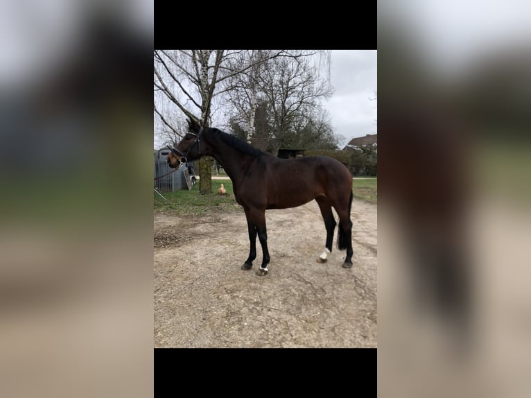 Hannoveraan Merrie 7 Jaar 167 cm Donkerbruin in Edingen-Neckarhausen