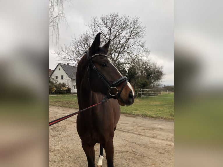 Hannoveraan Merrie 7 Jaar 167 cm Donkerbruin in Edingen-Neckarhausen