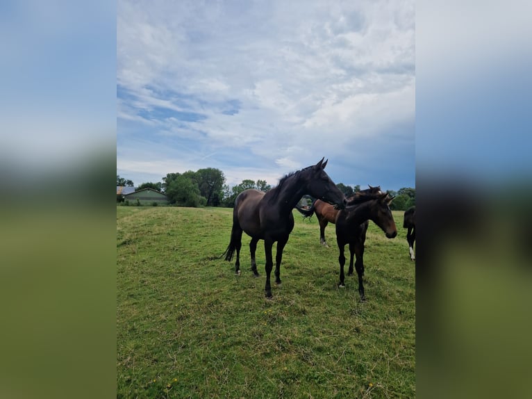 Hannoveraan Merrie 7 Jaar 167 cm Donkerbruin in Rehburg-Loccum Münchehagen