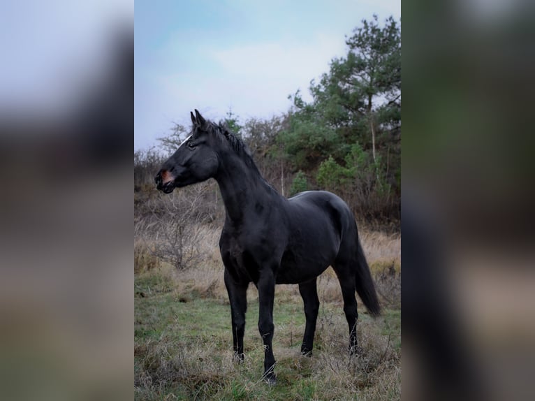 Hannoveraan Merrie 7 Jaar 167 cm Donkerbruin in Liepgarten