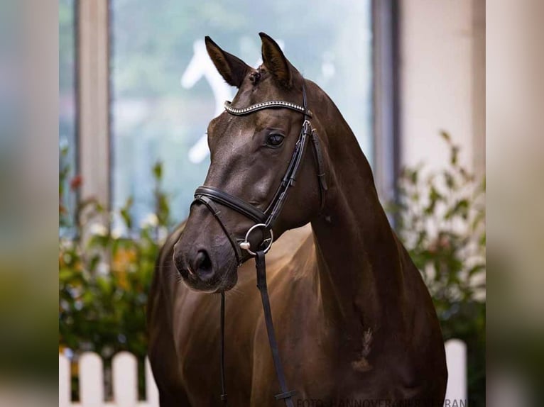 Hannoveraan Merrie 7 Jaar 167 cm Donkerbruin in Zeven/Heeslingen