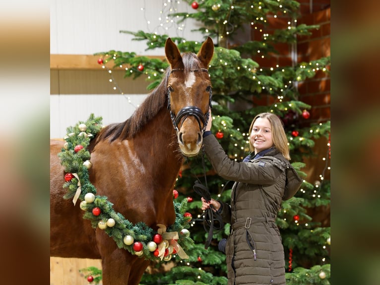 Hannoveraan Merrie 7 Jaar 167 cm Donkere-vos in Stuhr