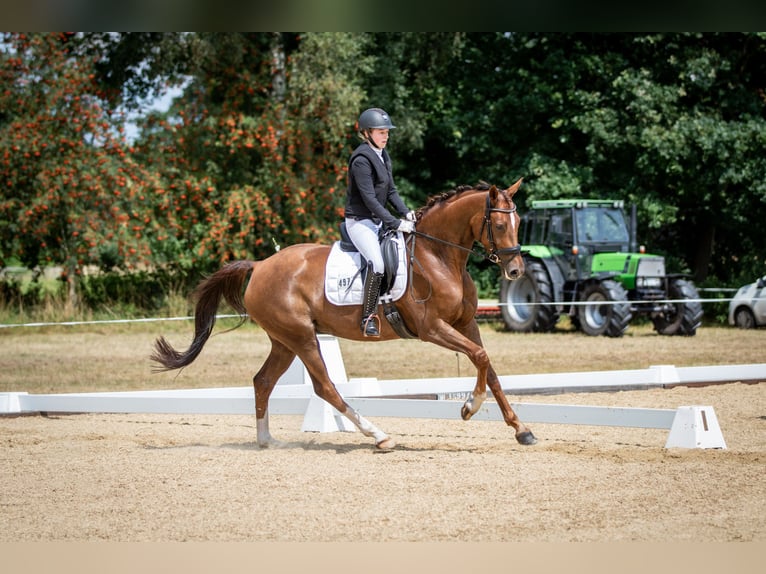 Hannoveraan Merrie 7 Jaar 167 cm Donkere-vos in Stuhr