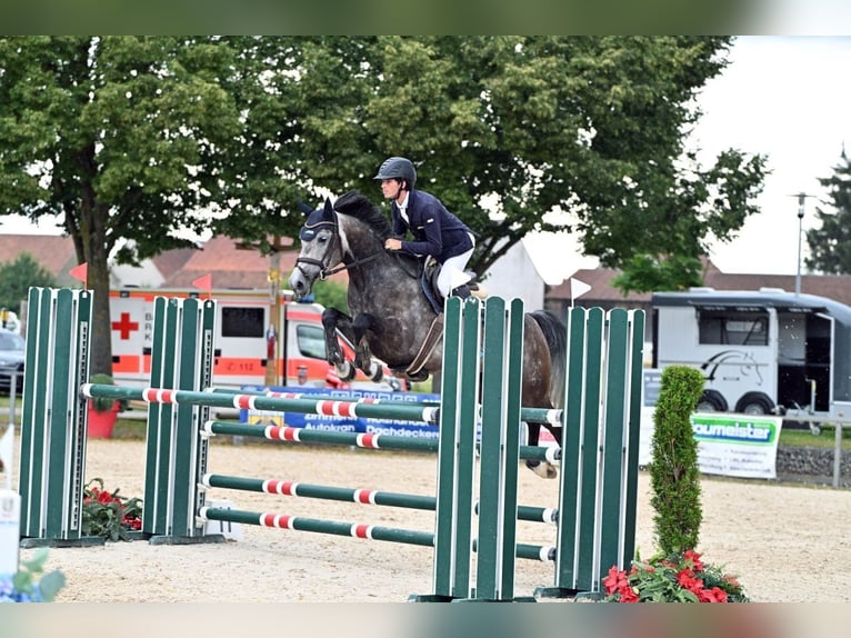 Hannoveraan Merrie 7 Jaar 167 cm Schimmel in Memmingen