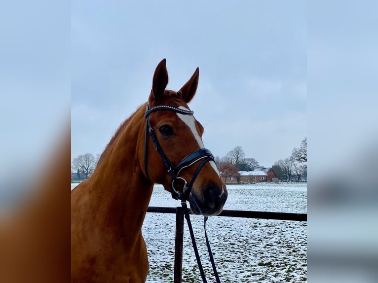 Hannoveraan Merrie 7 Jaar 167 cm Vos in Blender